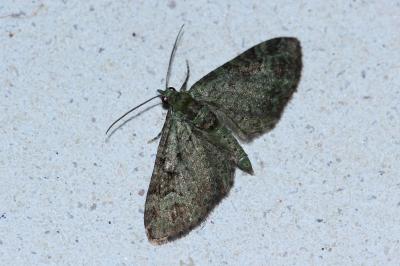 <i>Pasiphila rectangulata</i>