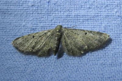 <i>Eupithecia virgaureata</i>