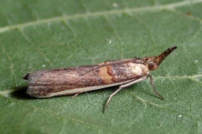 <i>Etiella zinckenella</i>