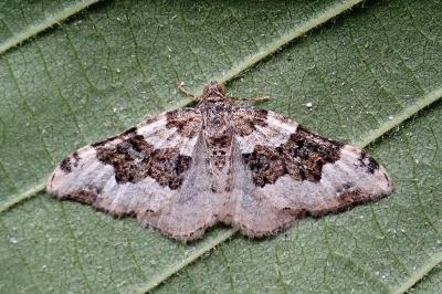 <i>Epirrhoe galiata</i>