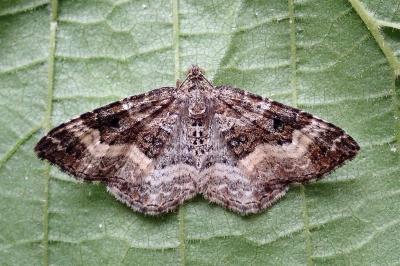 <i>Epirrhoe alternata</i>