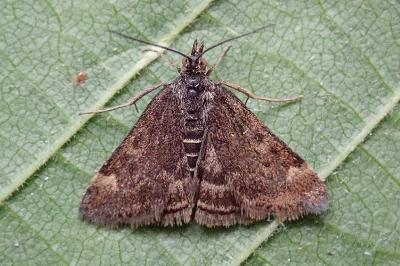 <i>Pyrausta despicata</i>