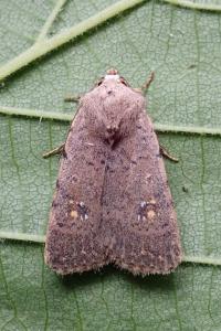 <i>Caradrina flavirena</i>