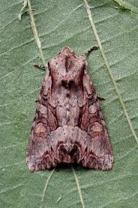 <i>Lacanobia w-latinum</i>