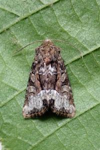 <i>Oligia strigilis</i>