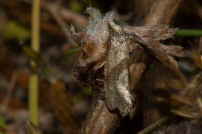 <i>Cochylidia implicitana</i>
