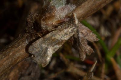 <i>Cochylidia implicitana</i>