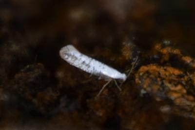 <i>Argyresthia retinella</i>