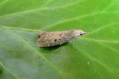 <i>Aphomia sociella</i>