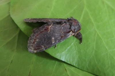 <i>Notodonta dromedarius</i>