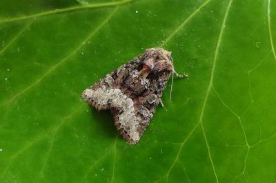 <i>Oligia strigilis</i>