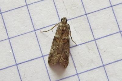 <i>Acrobasis consociella</i>