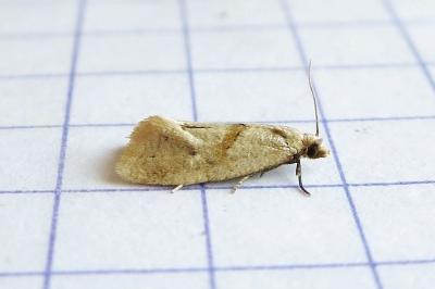 <i>Phalonidia affinitana</i>