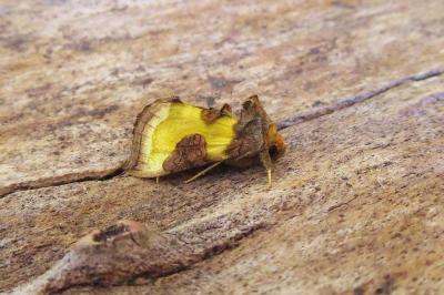 <i>Diachrysia chrysitis/stenochrysis</i>