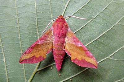 <i>Deilephila porcellus</i>