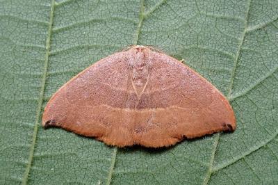 <i>Watsonalla uncinula</i>