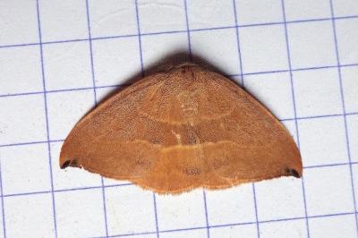 <i>Watsonalla uncinula</i>