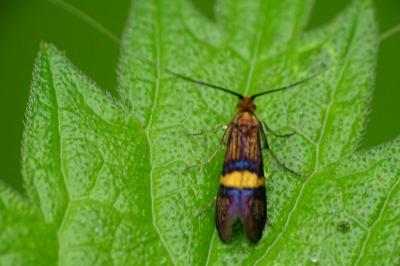 <i>Adela croesella</i>