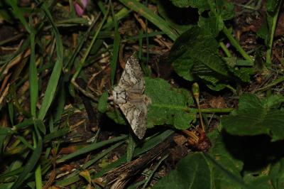 <i>Drymonia ruficornis</i>