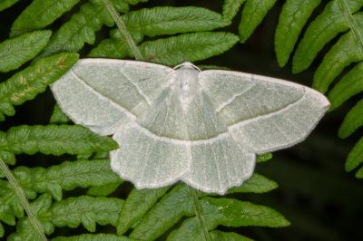 <i>Campaea margaritaria</i>