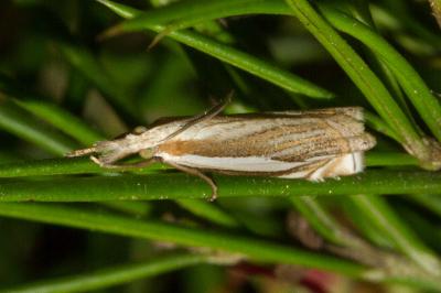 <i>Crambus pascuella</i>