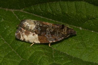 <i>Hedya pruniana</i>