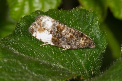 <i>Hedya pruniana</i>