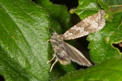 <i>Cnephasia</i>