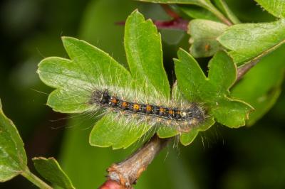 <i>Lymantria dispar</i>