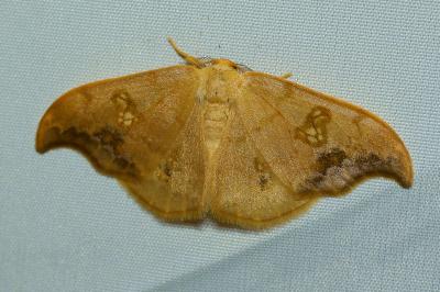 <i>Sabra harpagula</i>