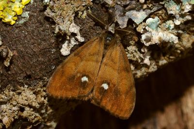 <i>Orgyia antiqua</i>