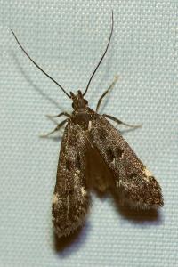 <i>Dichomeris alacella</i>