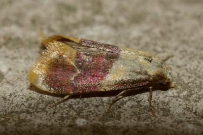 <i>Diceratura ostrinana</i>