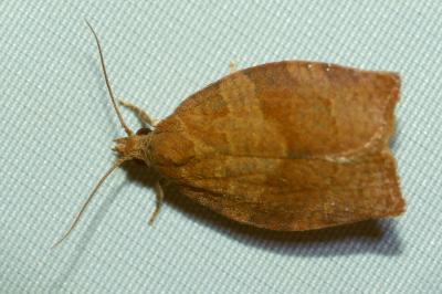 <i>Pandemis heparana</i>