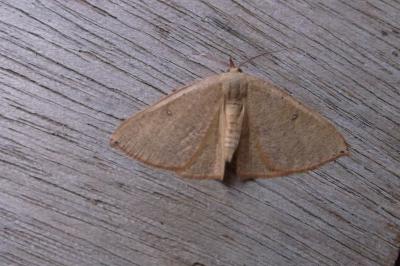 <i>Cyclophora puppillaria</i>