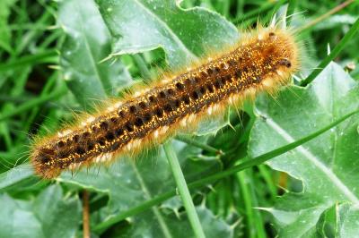 <i>Euthrix potatoria</i>