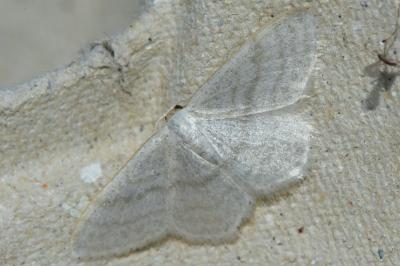 <i>Idaea subsericeata</i>