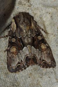 <i>Lacanobia w-latinum</i>