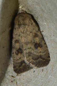 <i>Caradrina morpheus</i>