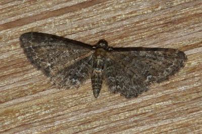 <i>Eupithecia vulgata</i>