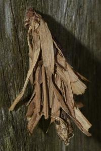 <i>Canephora hirsuta</i>