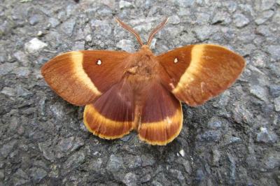 <i>Lasiocampa quercus</i>