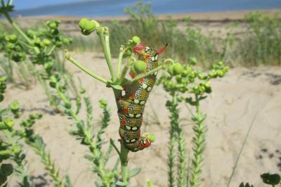 Hyles euphorbiae