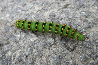 <i>Saturnia pavonia</i>