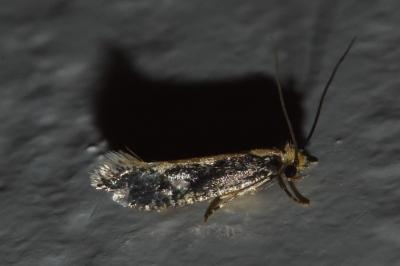 <i>Monopis crocicapitella</i>