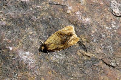 <i>Ptycholoma lecheana</i>