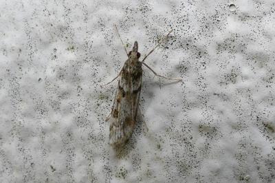 <i>Eudonia angustea</i>