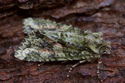 <i>Dryobotodes eremita</i>