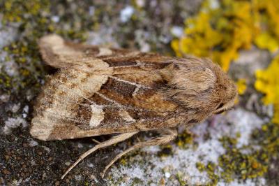 <i>Luperina dumerilii</i>