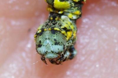<i>Cleorodes lichenaria</i>